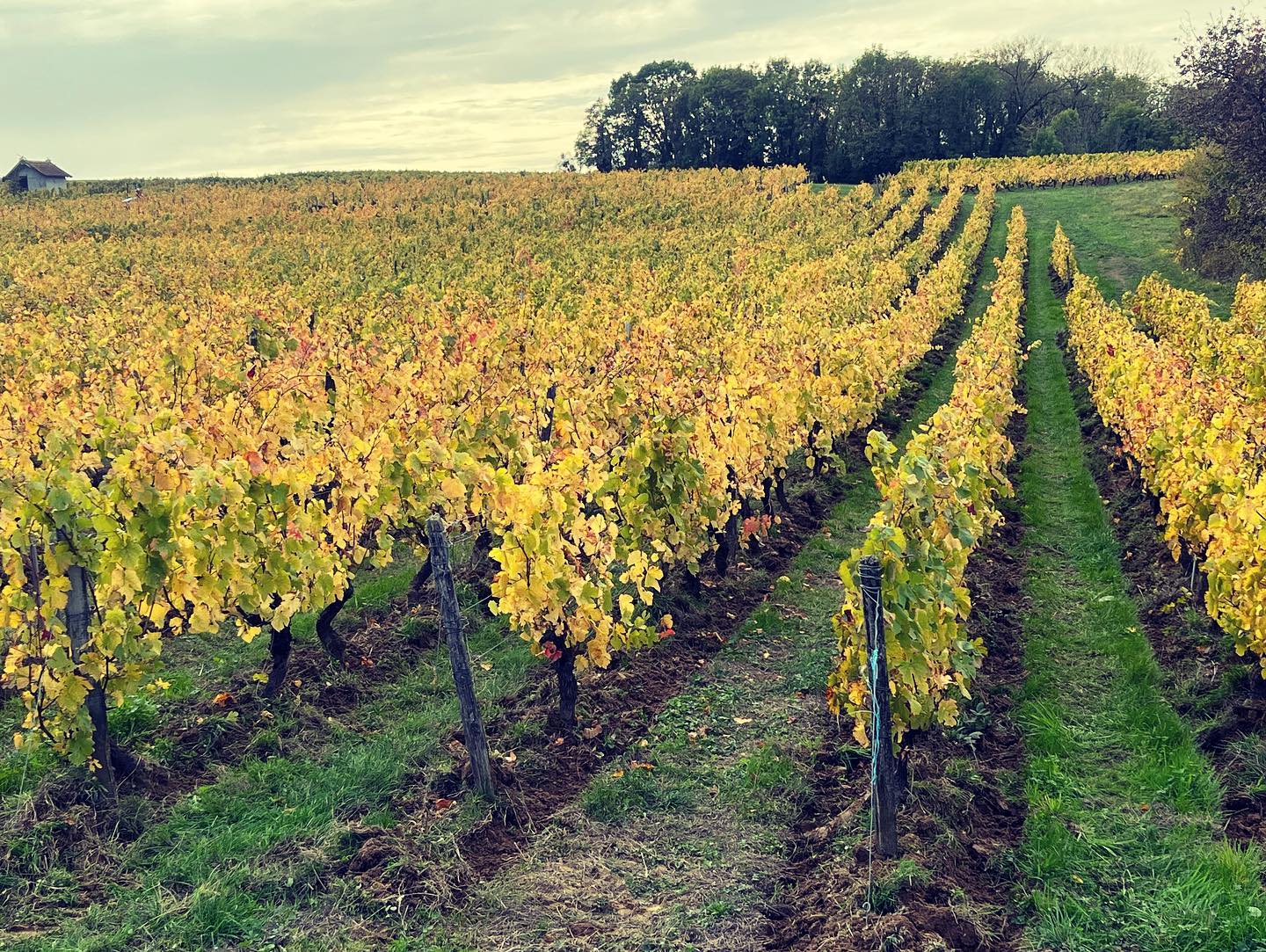 Domaine la Grapp'A