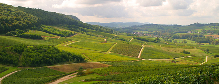 Maison du Vigneron