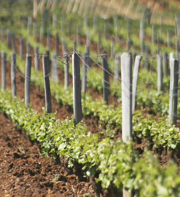 Domaine de la Romanée Conti