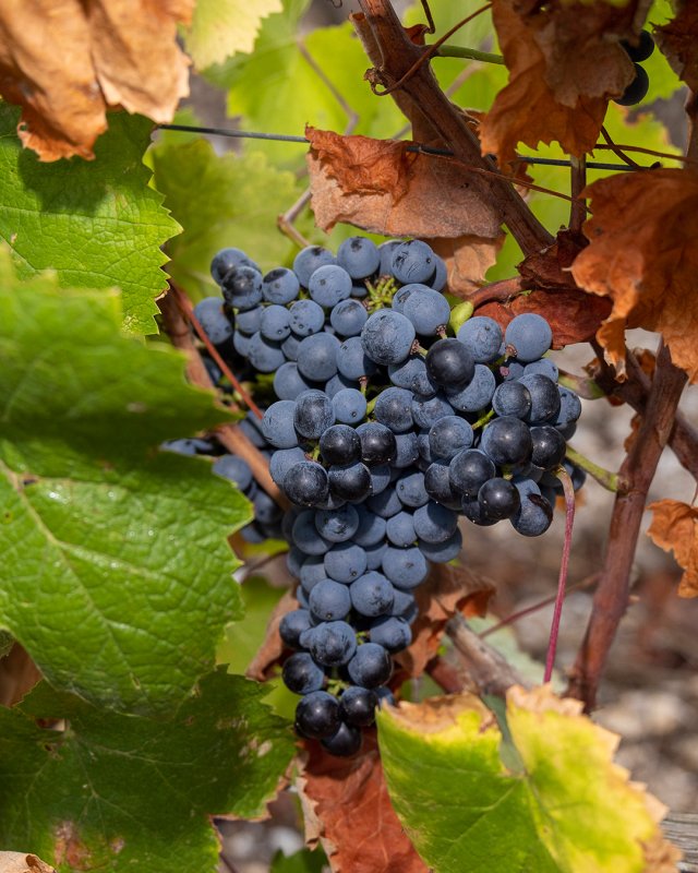 Clos Canarelli