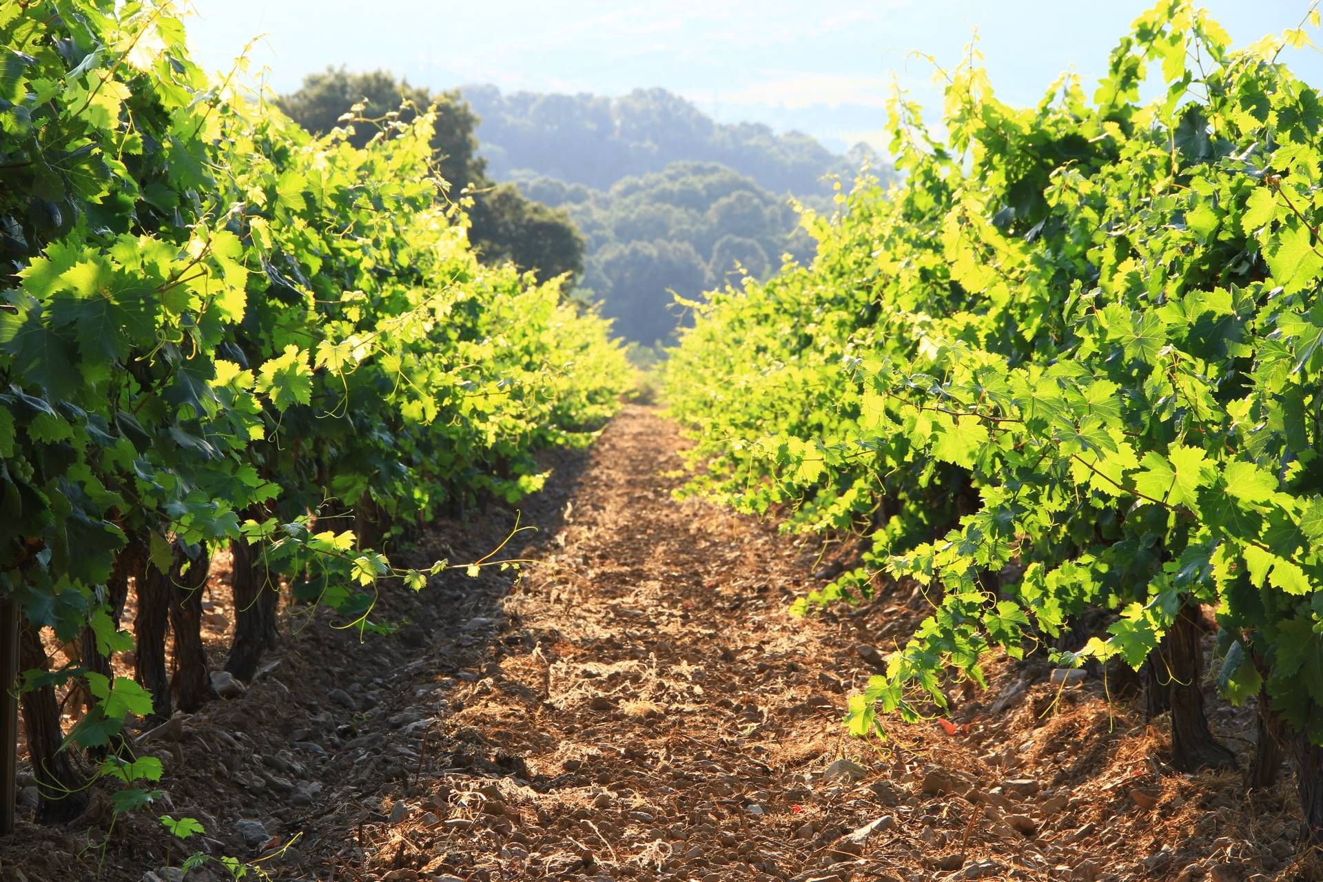Domaine Yves Leccia