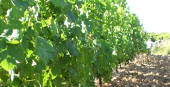 Domaine de La Marfée