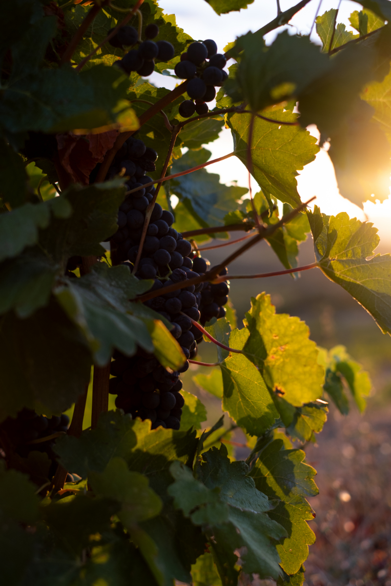 Vignobles Pouderoux