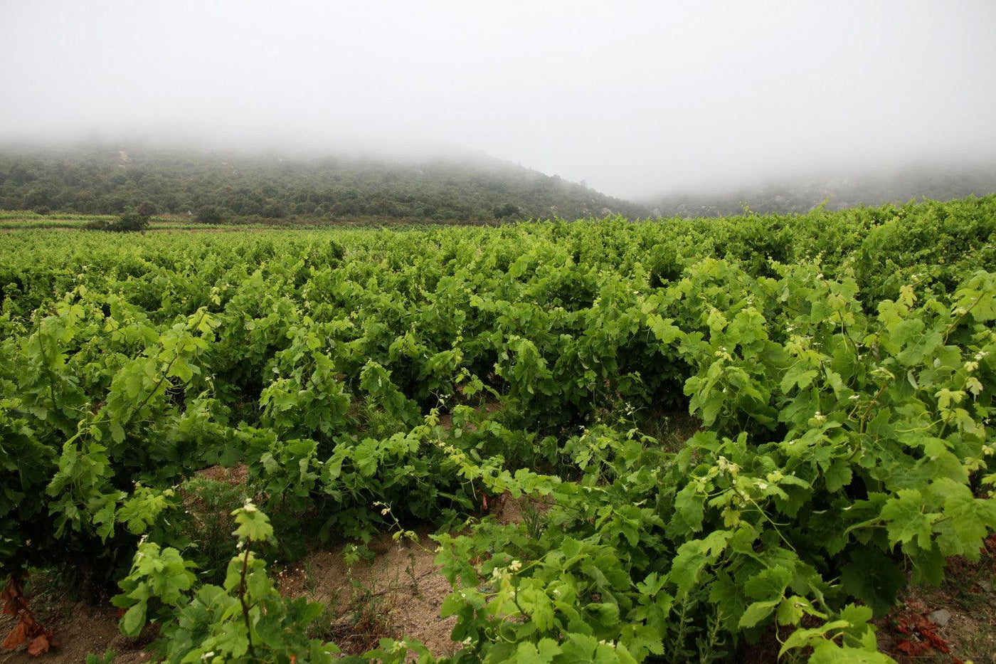 Mas Llossanes