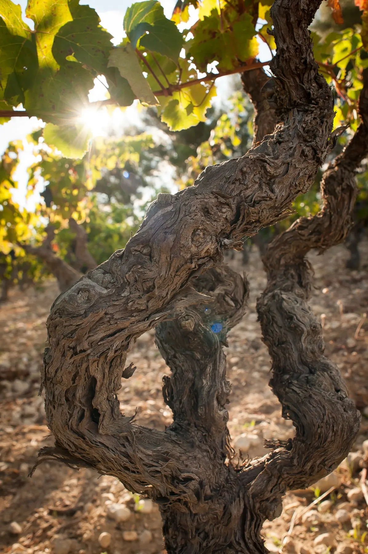 Domaine La Bastide Blanche