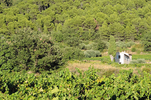 Domaine Les Aphillanthes