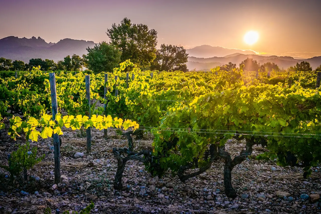 Domaine le Sang des Cailloux