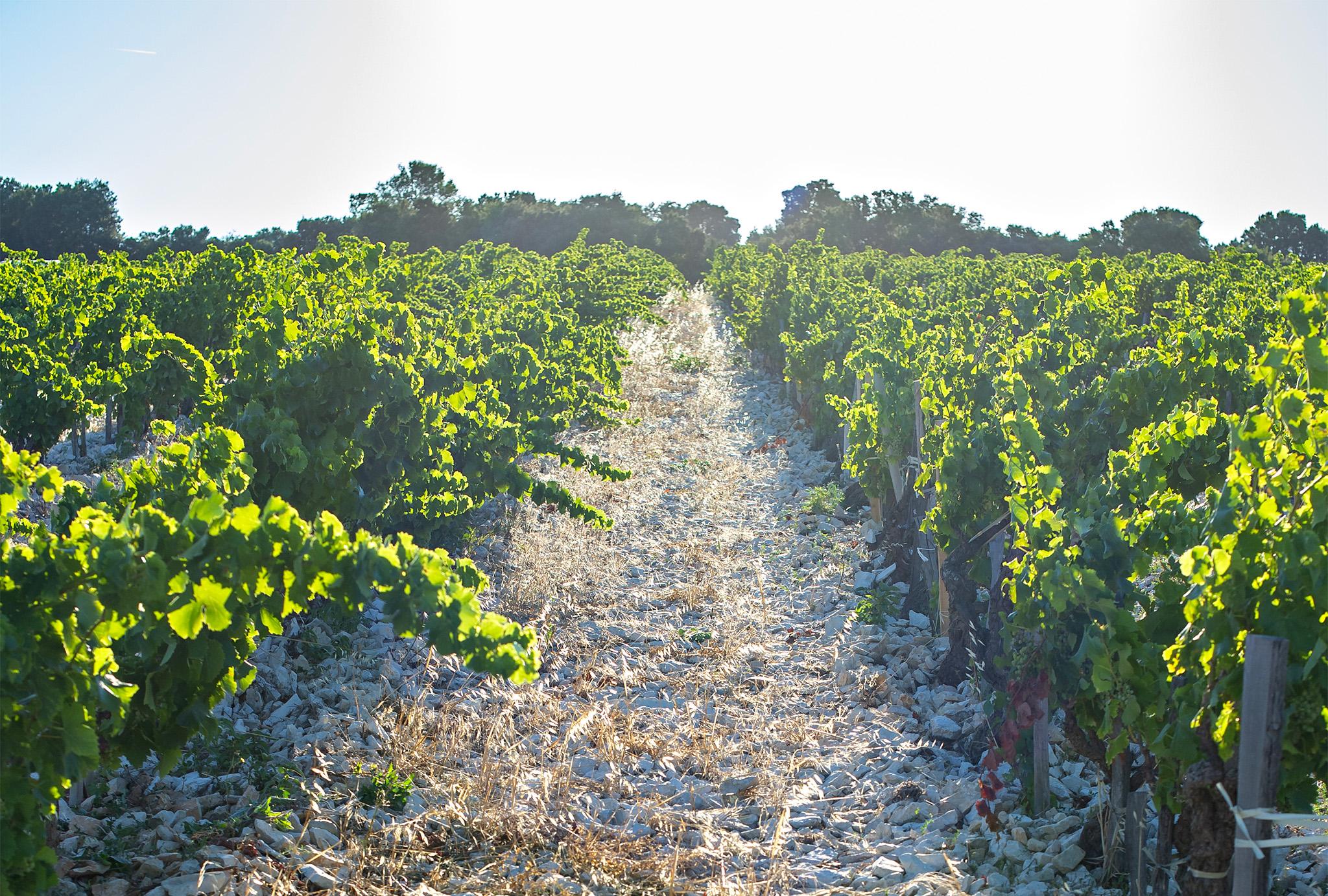 Domaine de Beaurenard