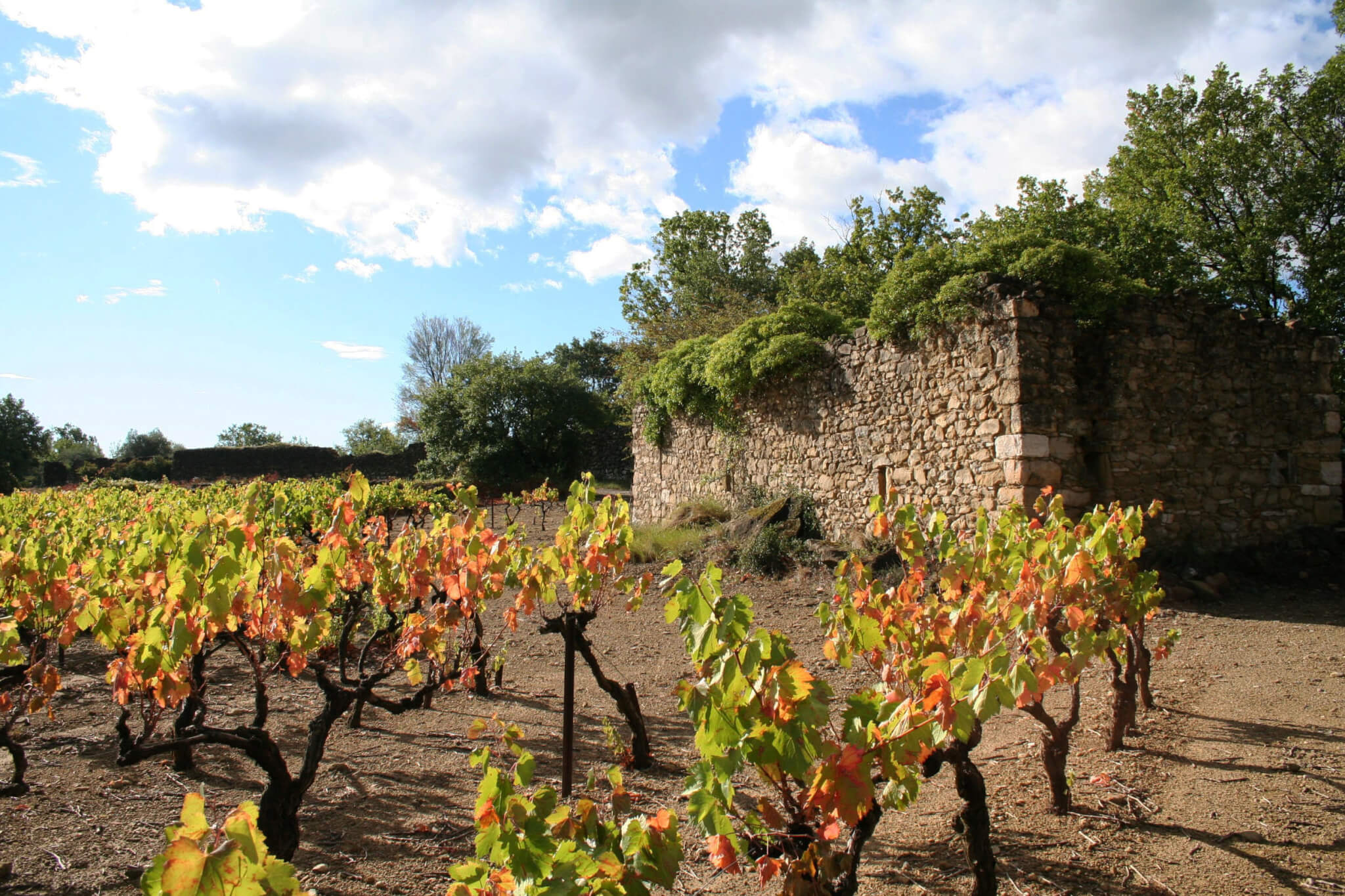Cevennes Wines