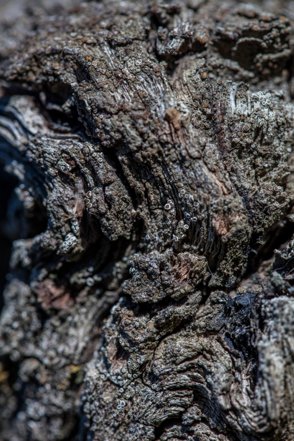Champagne Charpentier