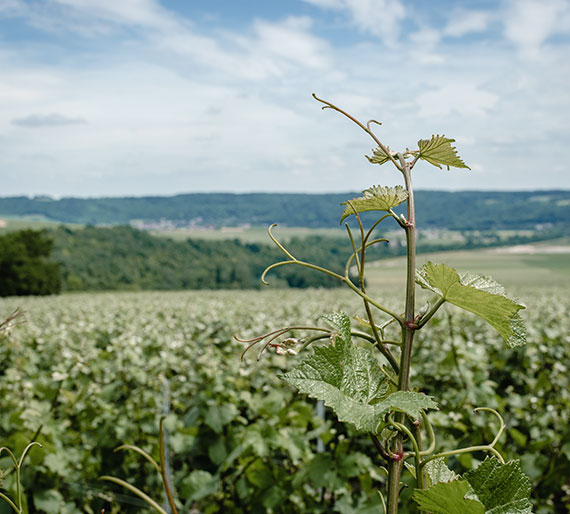 Champagne Drémont-Marroy