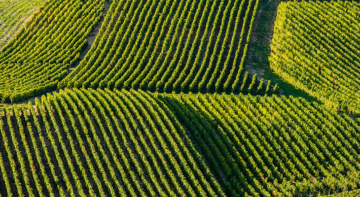 Champagne Forget-Brimont