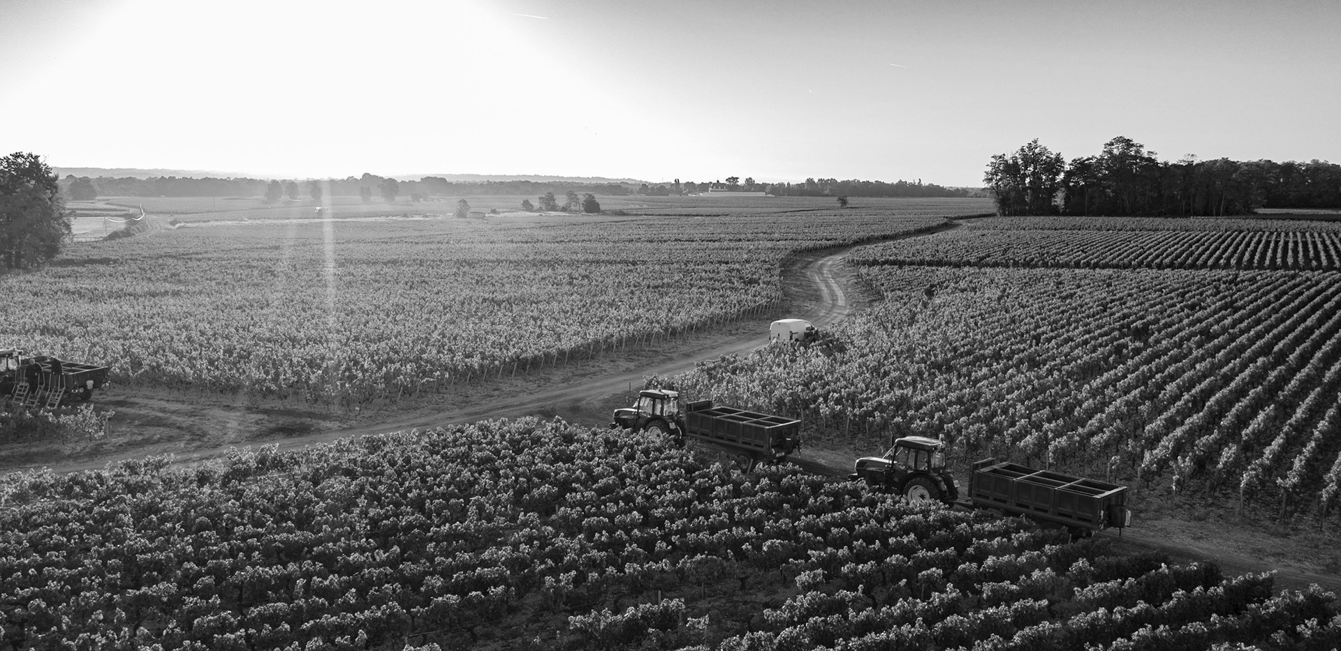 Vignobles de Larose