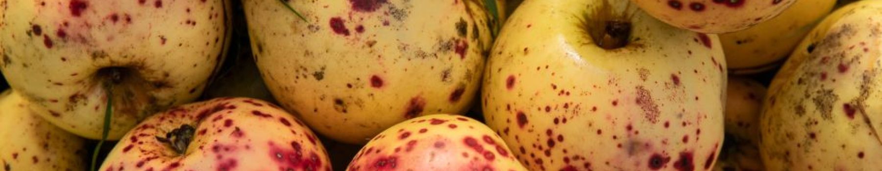 Cidre Sehedic