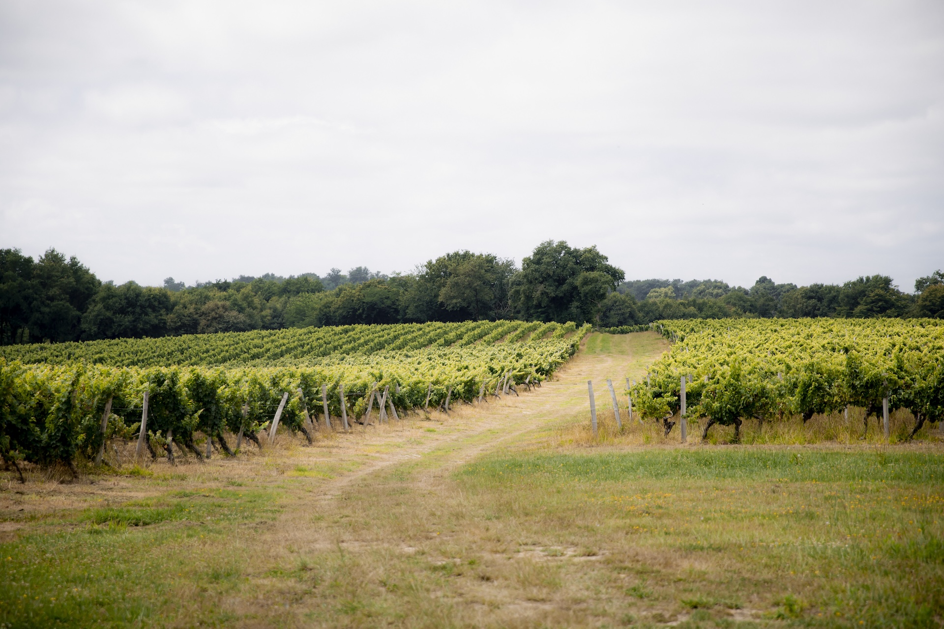 Vinifera