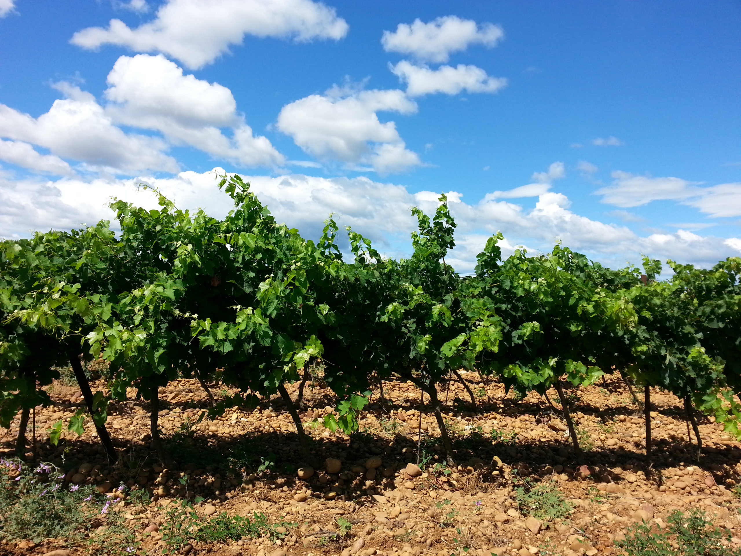 Domaine de la Patience