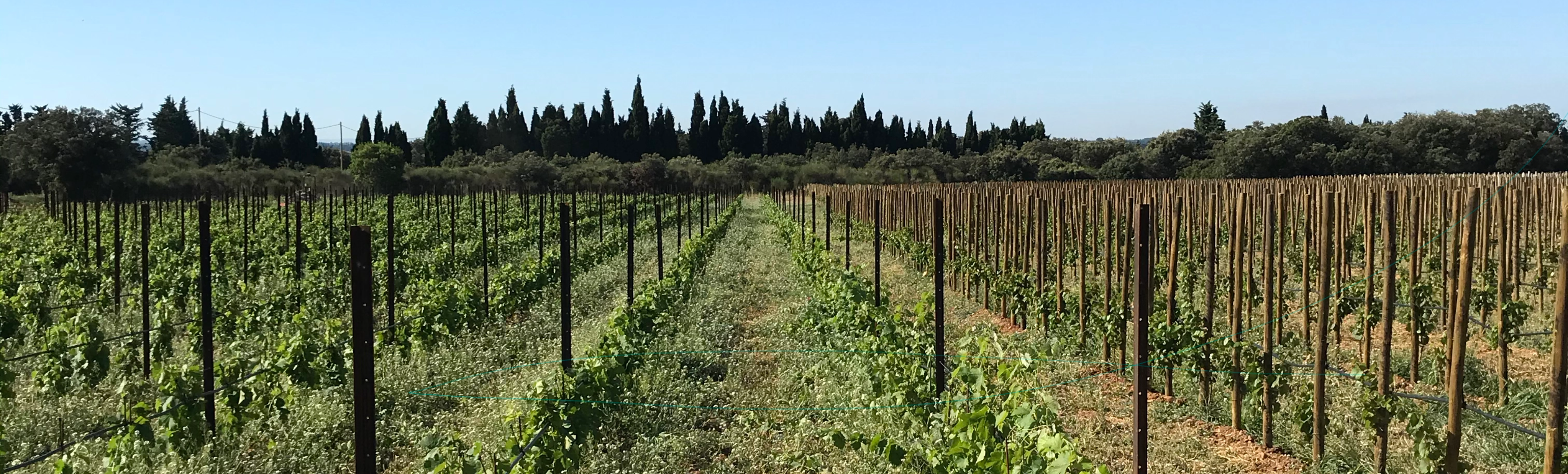 Domaine des Alpilles