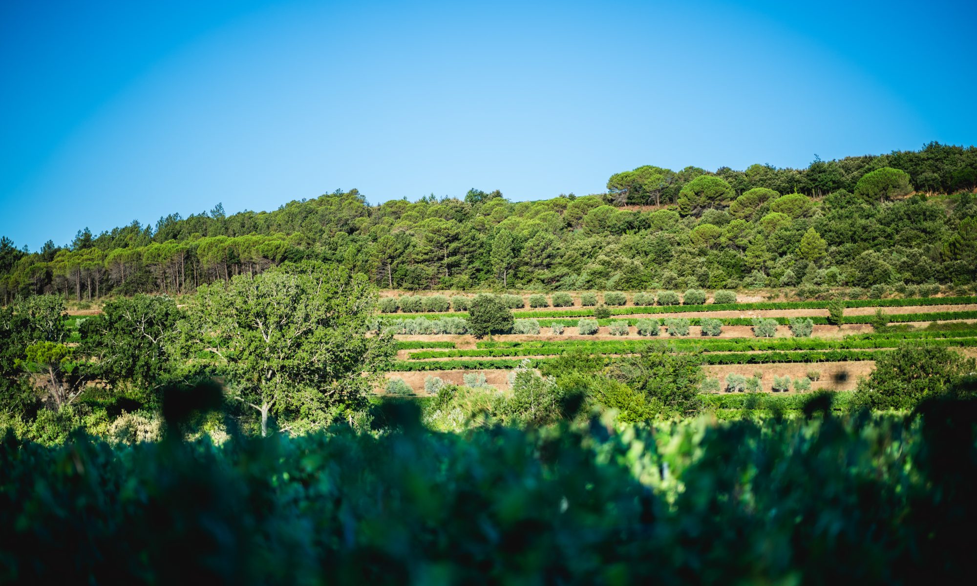 Domaine La Réméjeanne