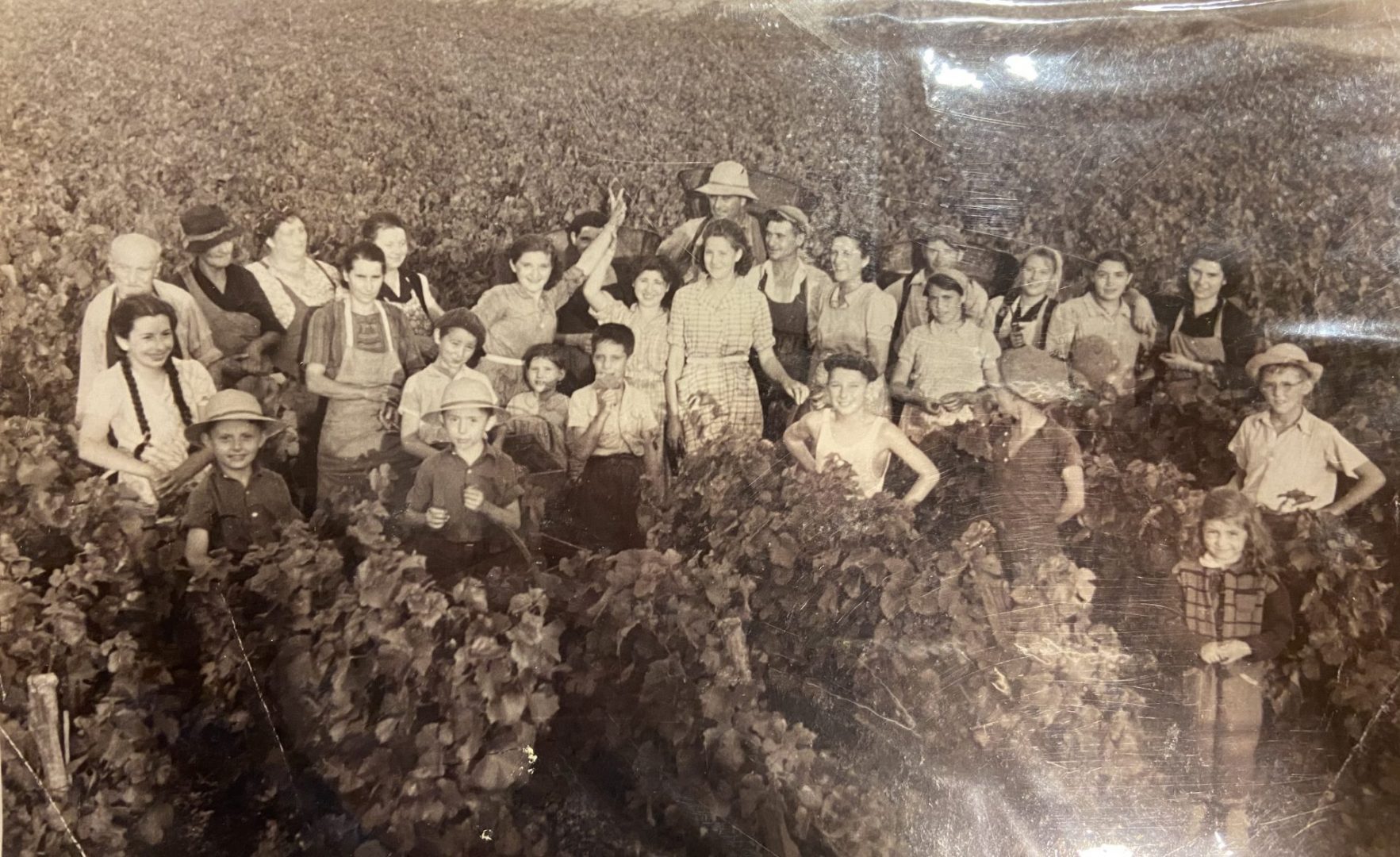 Domaine Lucien Muzard et Fils