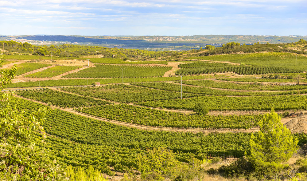 Domaine Marion Pla