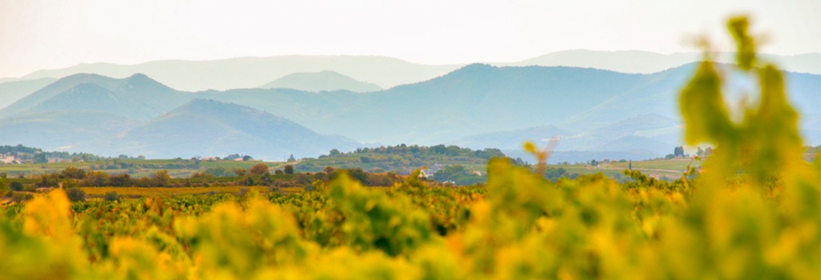 Domaine Saint-Georges d'Ibry