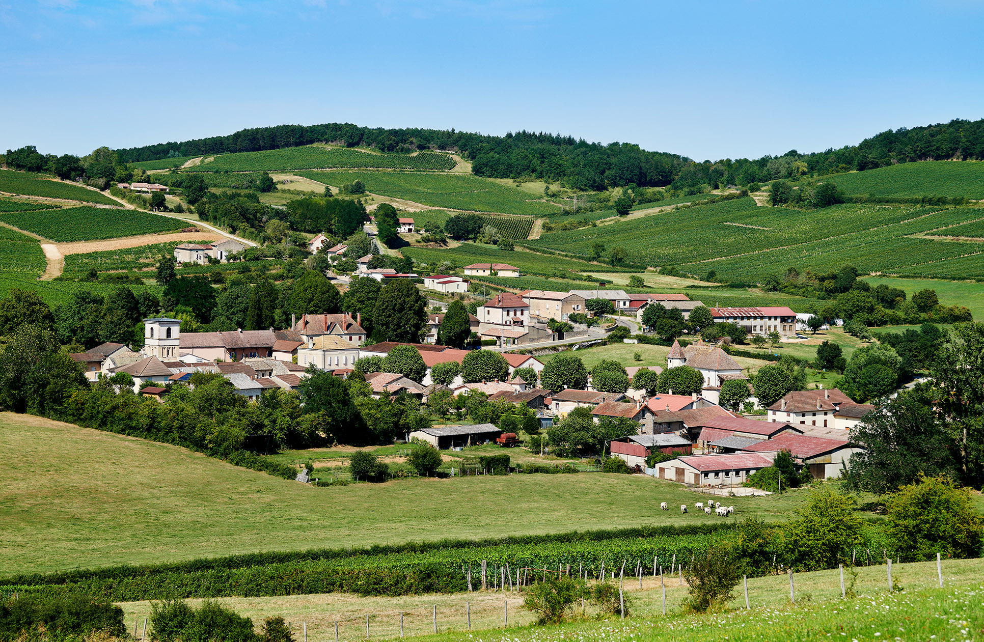 Domaine Vuillemez Père et Fils