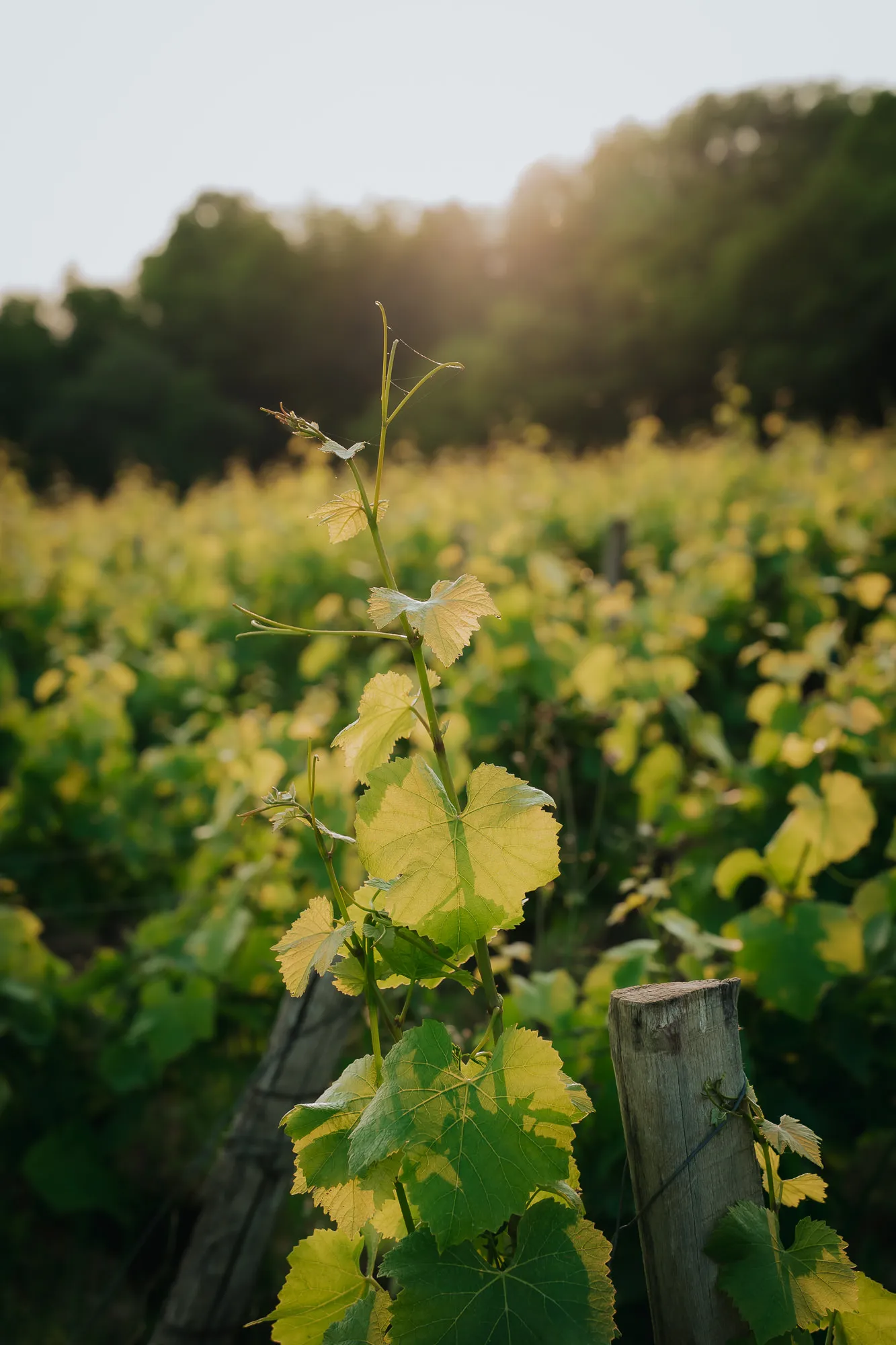 Famille Guerin