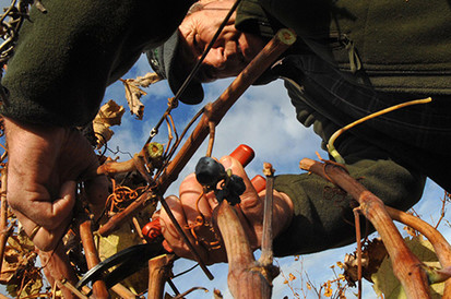 Les Crus Faugeres - Mas Olivier