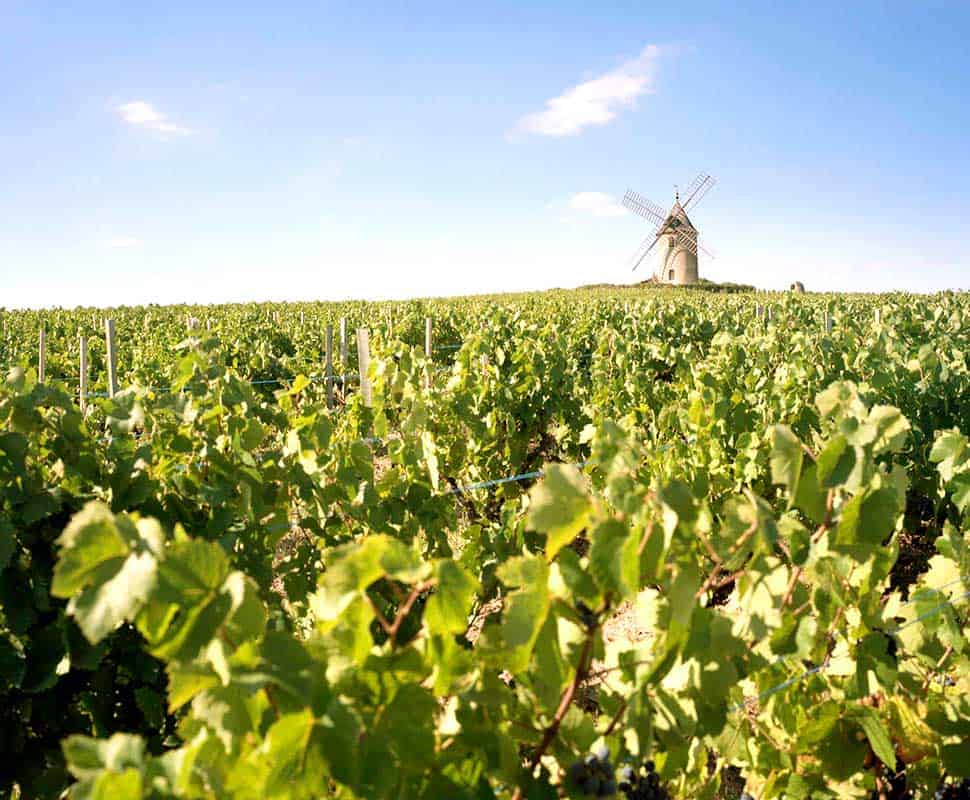 Les Vins Georges Duboeuf