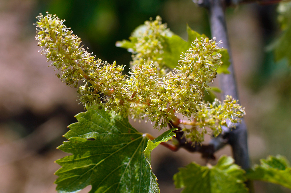 Les Vins William Trouillet