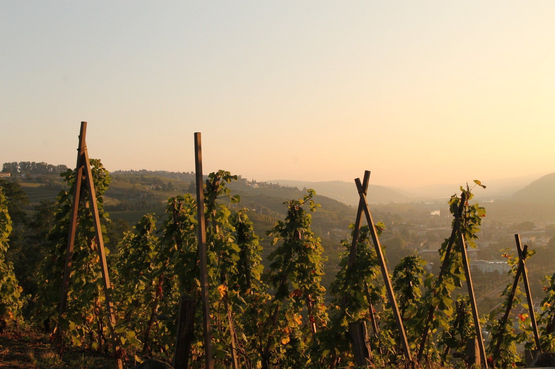 Picard Vins & Spiritueux