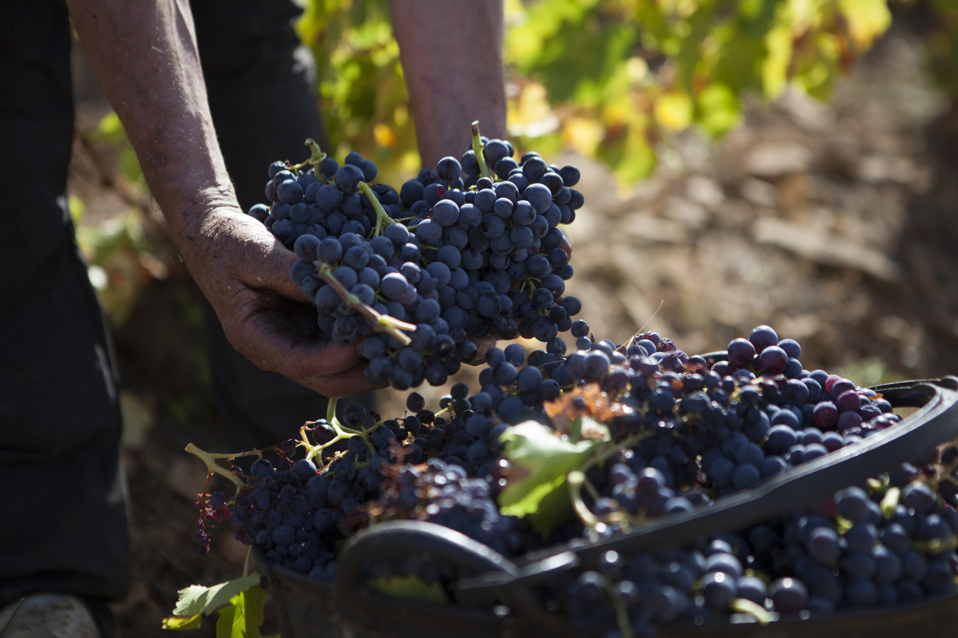 Bodegas de San Martin De Torres