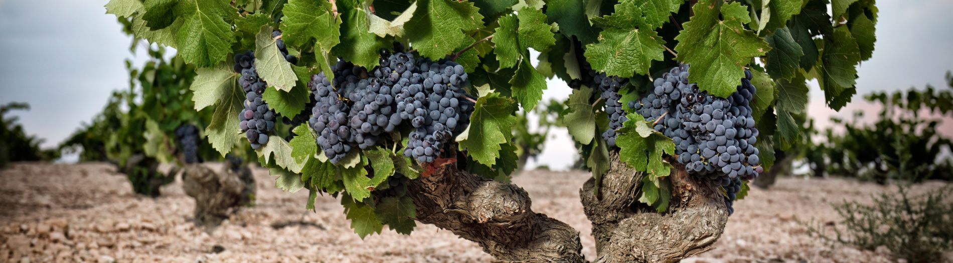 Bodegas Alceño