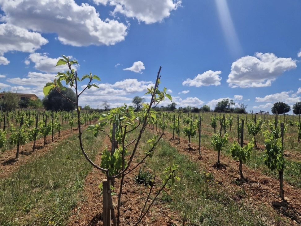 Bodega Vins Nadal