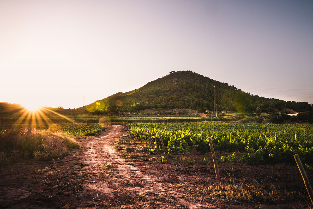 Celler el Molí