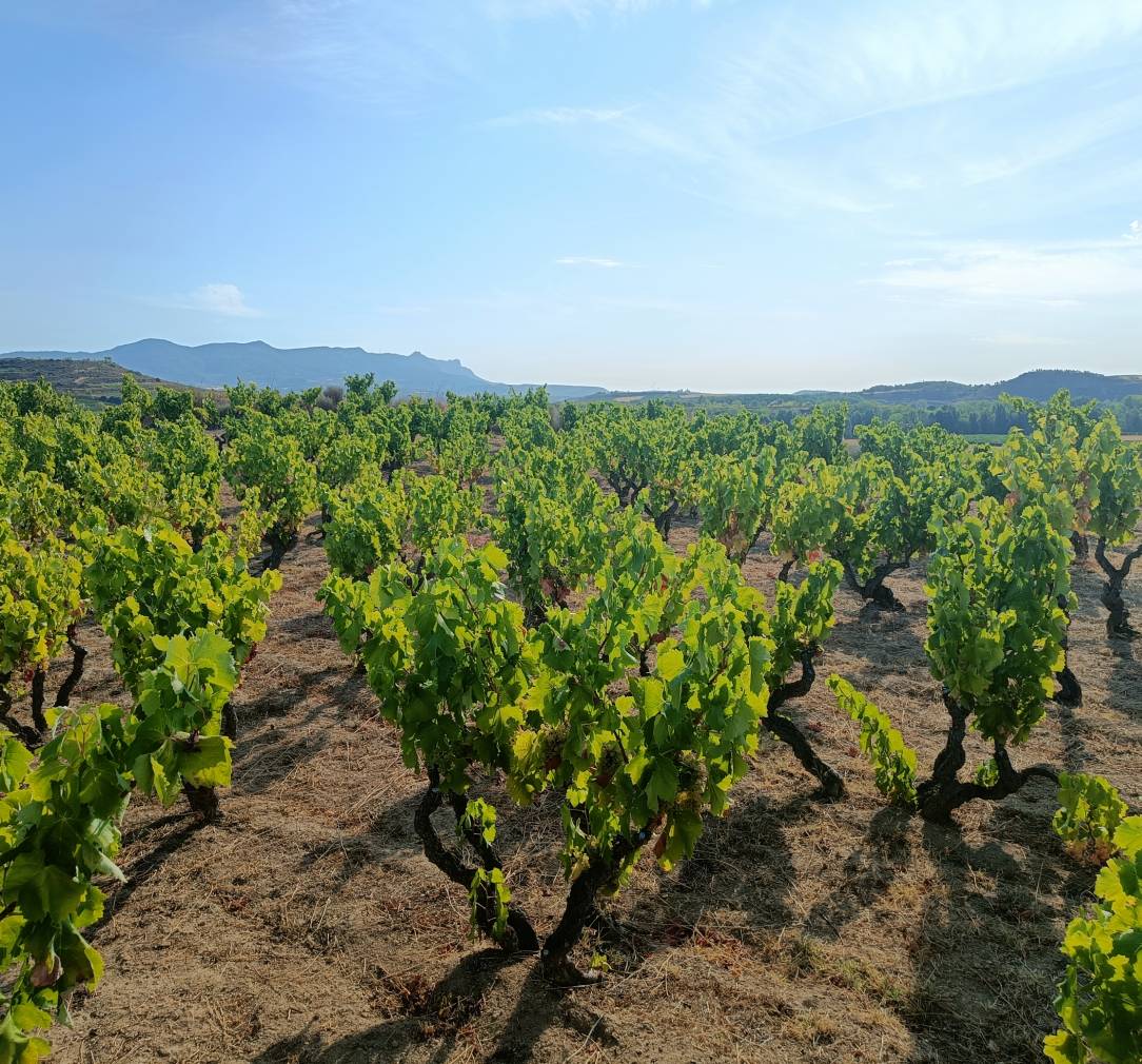 Bodegas Valenciso