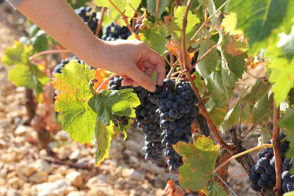 Bodega Barco las Culebras