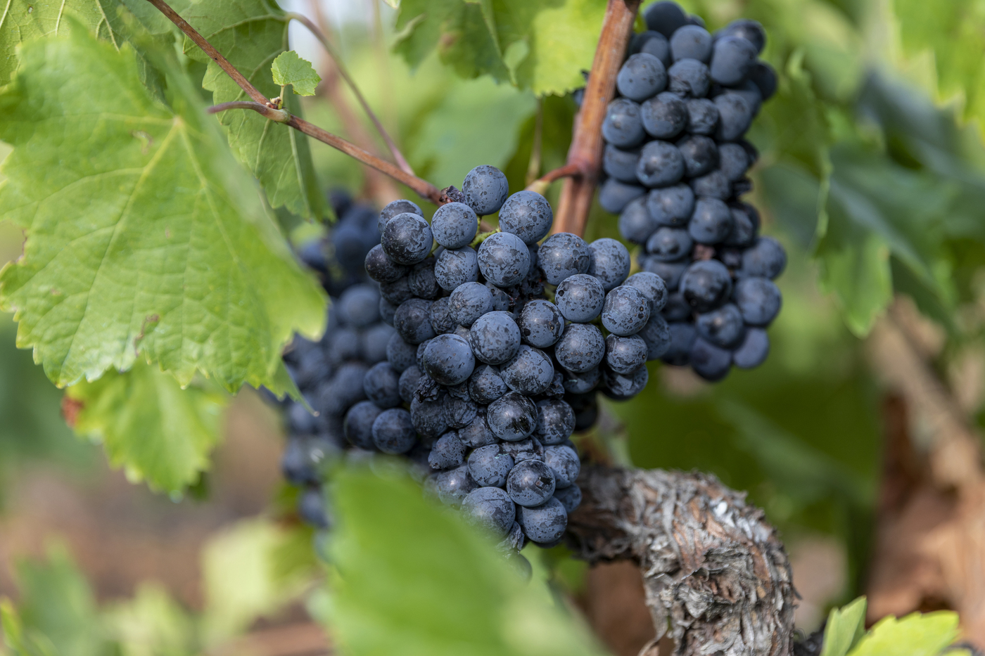 Viñedos y Bodegas Dominio de Tares, S.A.