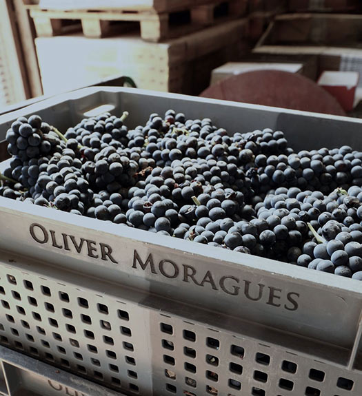 Celler Oliver Moragues