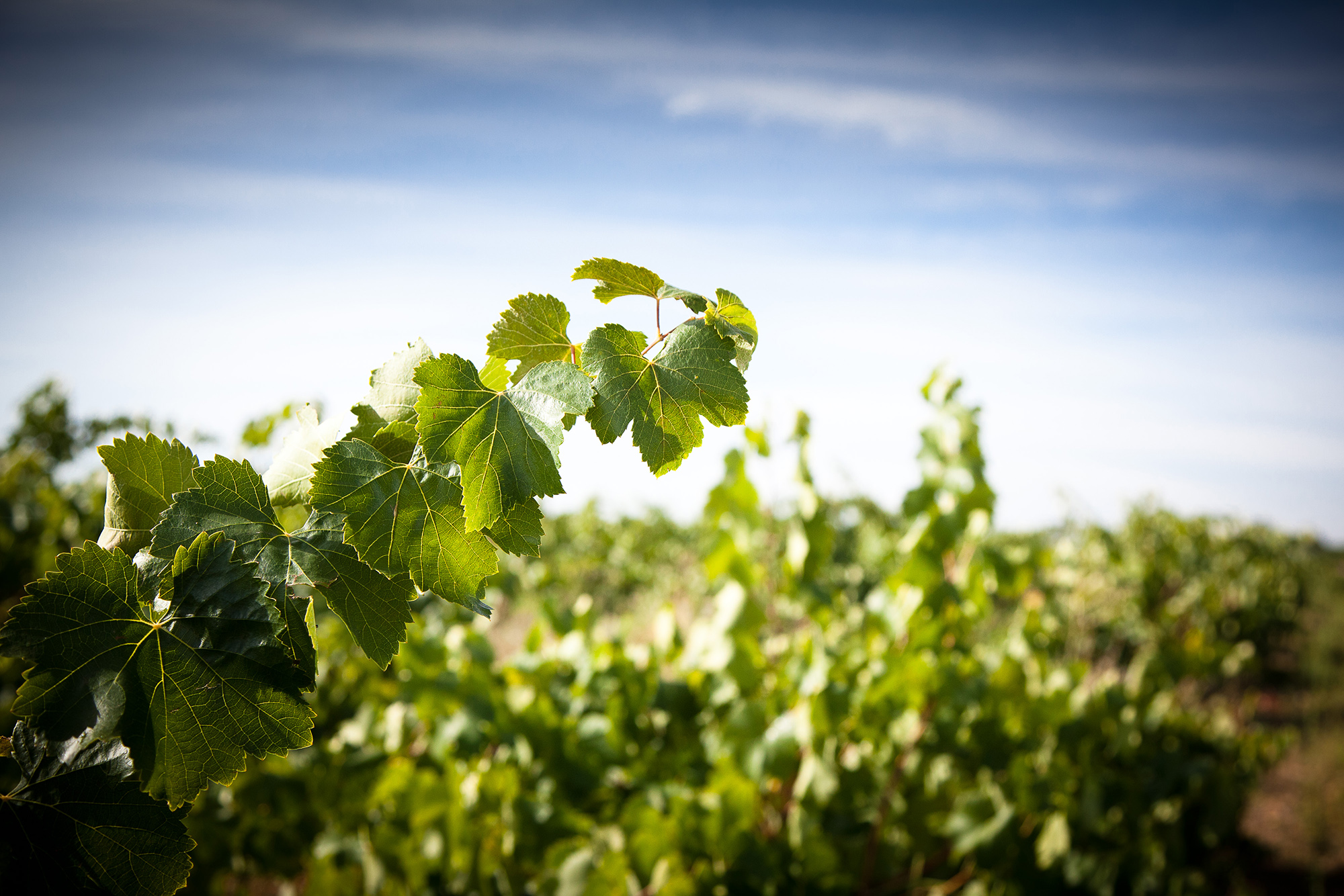Vinos Sanz