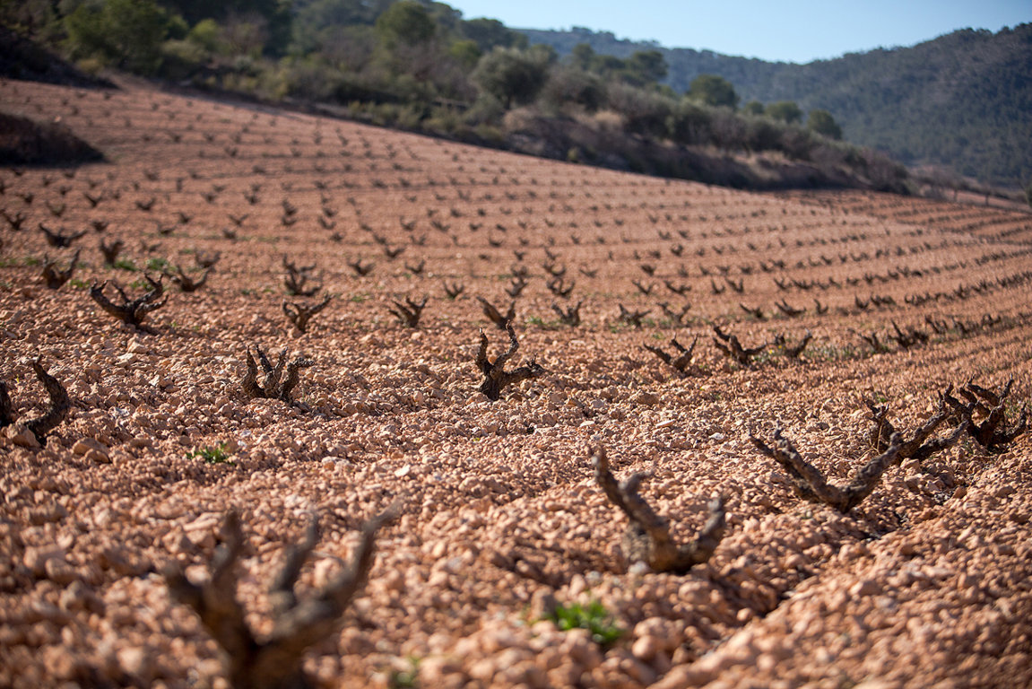 Bodega Cooperativa Algueña