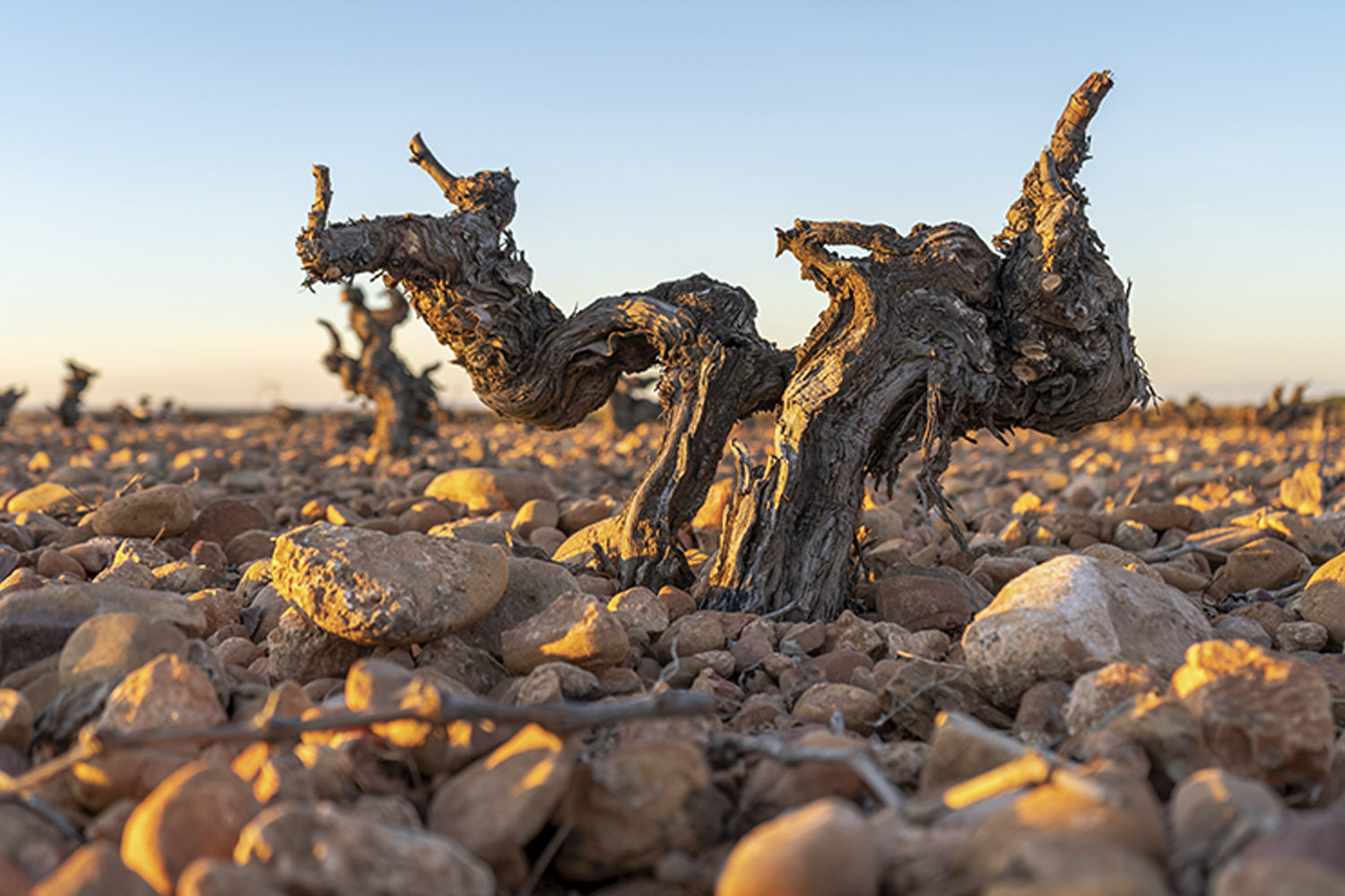 Bodegas y Viñedos Verum