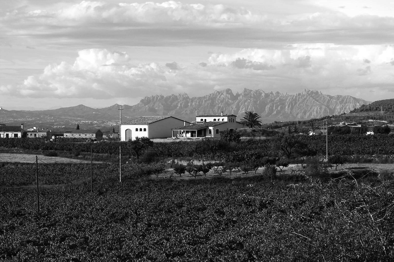 Celler Mas Candí