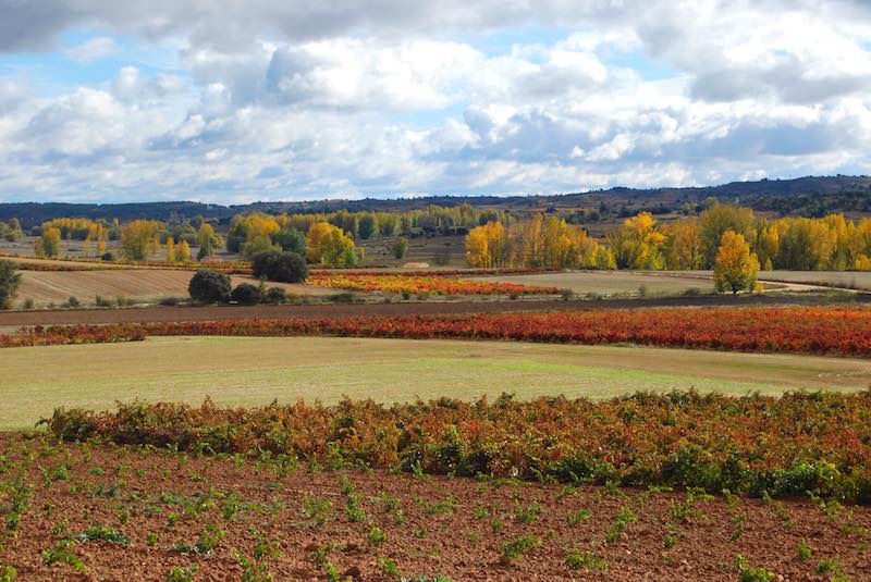 Bodegas Valle de Monzón, S.L.