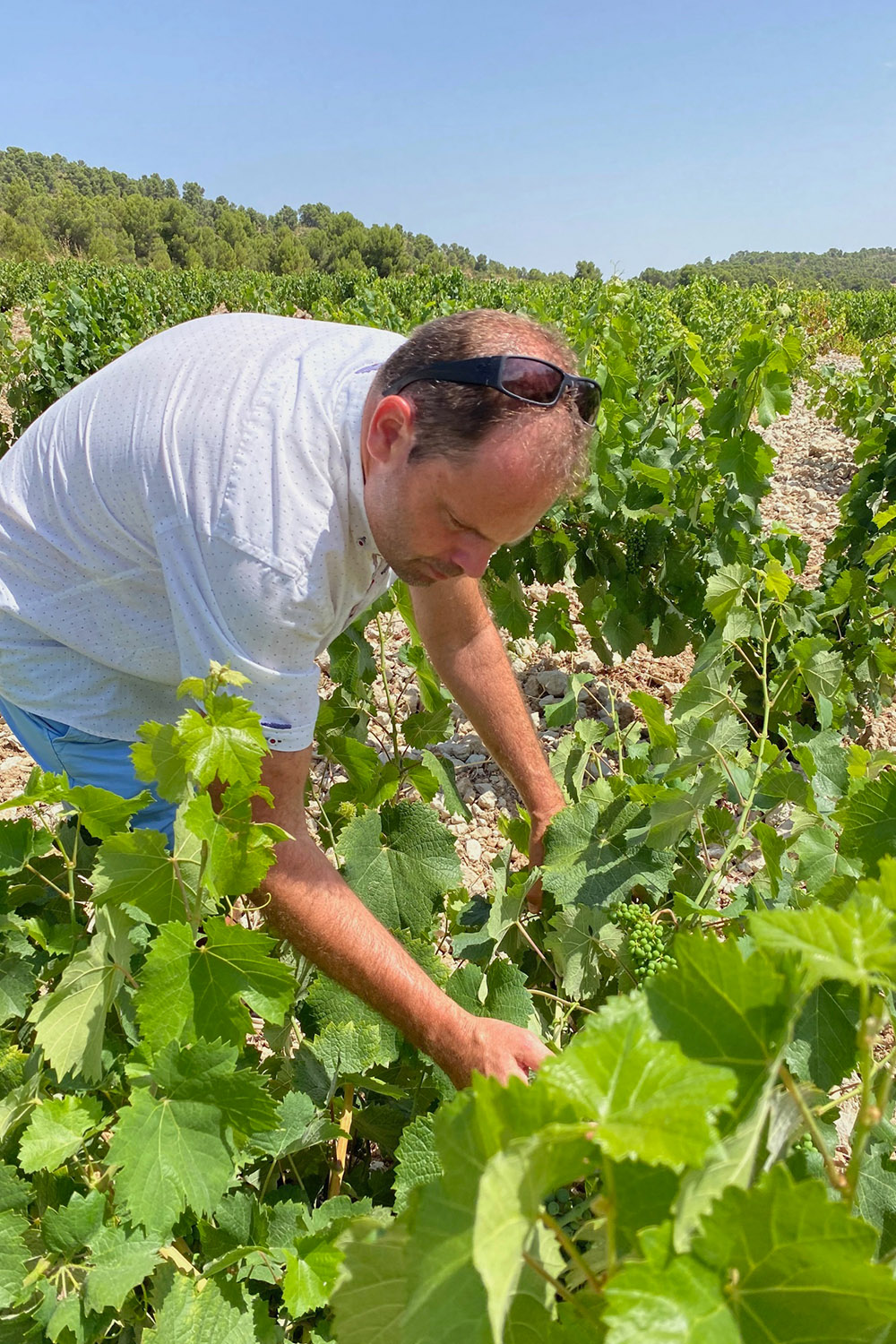 Bodegas Trenza