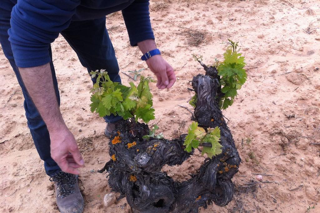 Bodegas Vizcarra, S.L.