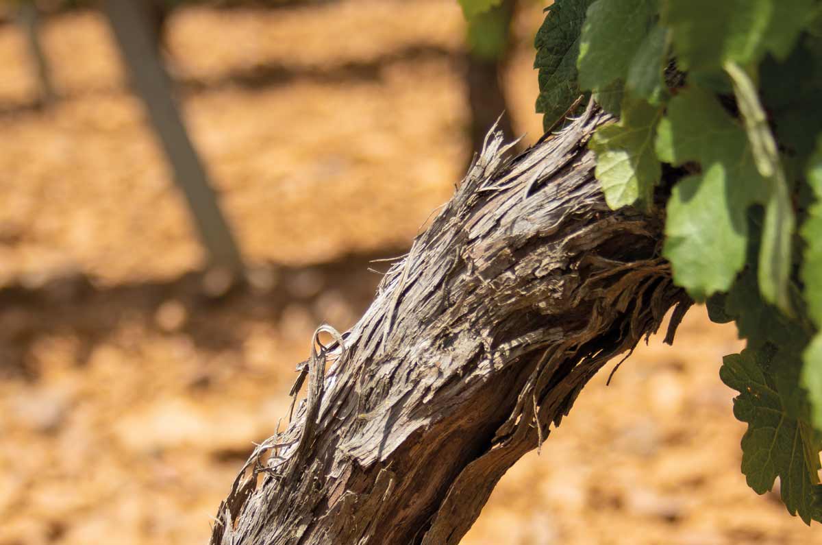 Bodegas Pincerna
