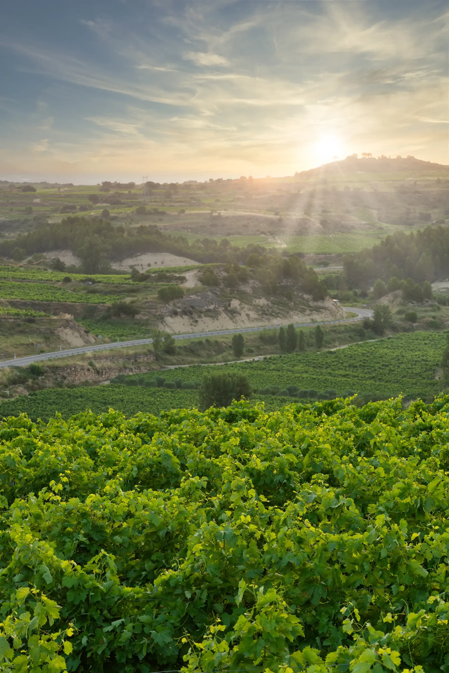 Bodegas Rioja Santiago