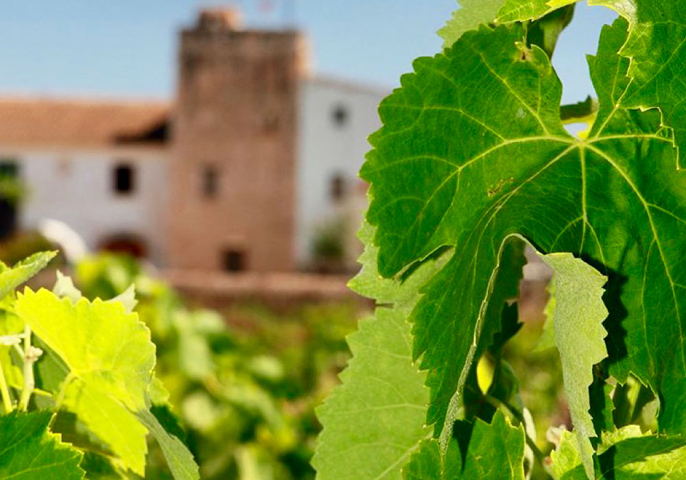 Vega de Ribes