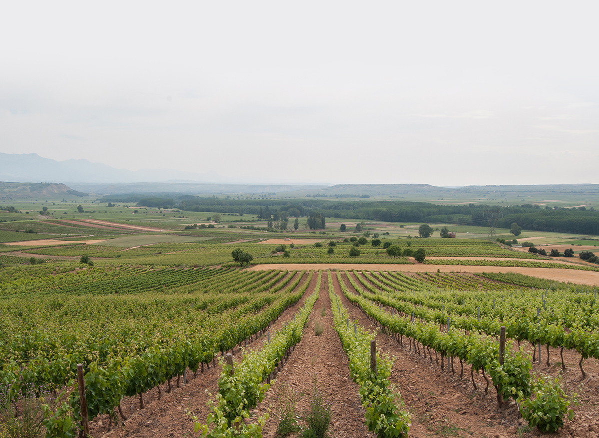 Bodega San Cebrín